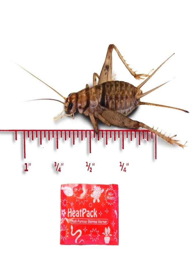 Surmen Legacy 3/4" Banded Crickets Gut Loaded (1000) - Image 1
